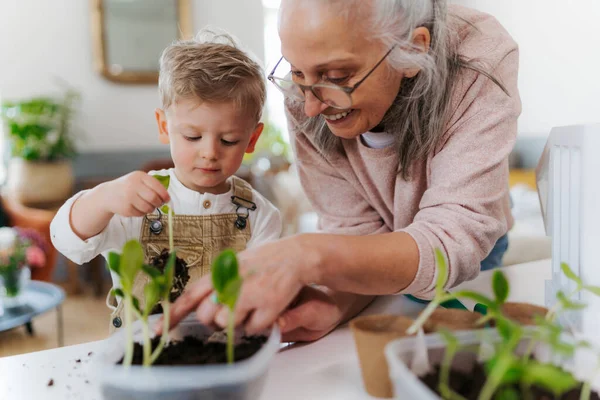 奶奶和孙子一起种菜种花 — 图库照片