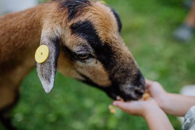 Close up of unrecognizable child feeding a goat outdoor on the meadow. clipart