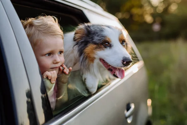 Klein Meisje Haar Hond Zitten Een Auto Klaar Voor Een — Stockfoto