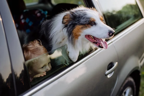 Kislány Kutyája Egy Autóban Ülnek Felkészülve Egy Családi Utazásra — Stock Fotó