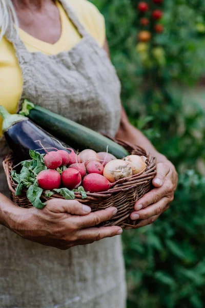 Close Senior Farmer Holding Basket Autumn Harvest Her Garden — 스톡 사진