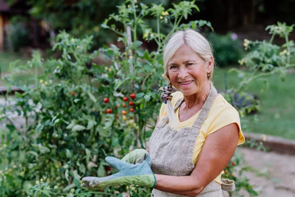 Starsza Kobieta Zajmująca Się Roślinami Warzywnymi Ogrodzie — Zdjęcie stockowe
