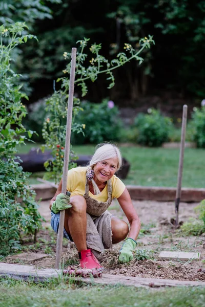 Senior Kvinna Som Tar Hand Grönsaksväxter Trädgården — Stockfoto
