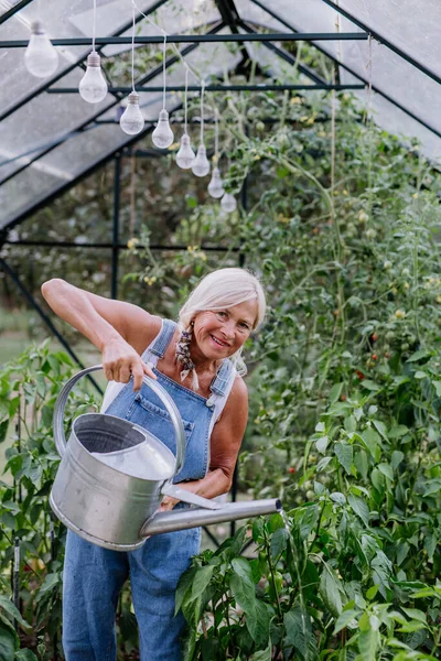 Wanita Senior Kebun Rumah Menyiram Sayur Sayuran Rumah Kaca — Stok Foto