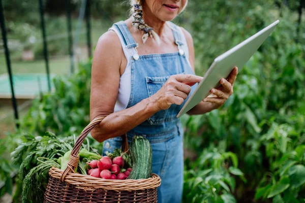Starsza Kobieta Korzystająca Tabletu Cyfrowego Obsługi Zamówień Własnych Warzyw Organicznych — Zdjęcie stockowe