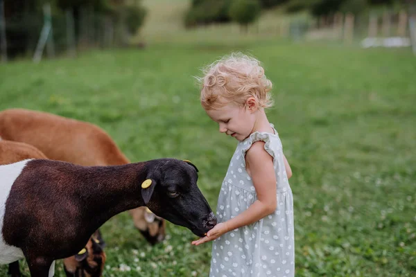 Petite Fille Avec Des Chèvres Plein Air Sur Une Prairie — Photo