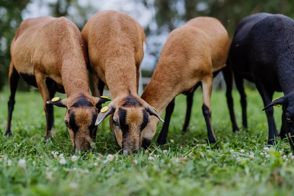 Close Grazing Goats Meadow — Stock Photo, Image