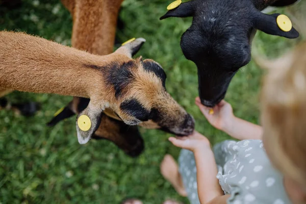 Little Girl Feeding Goats Outdoor Meadow — Stock Photo, Image