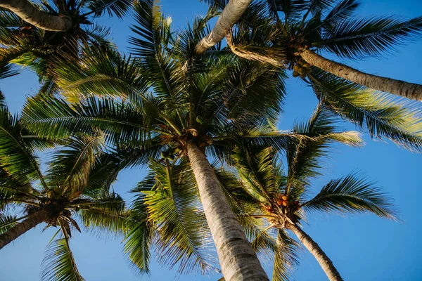 Low Angle View Palm Trees Sunny Weather — Stock Photo, Image