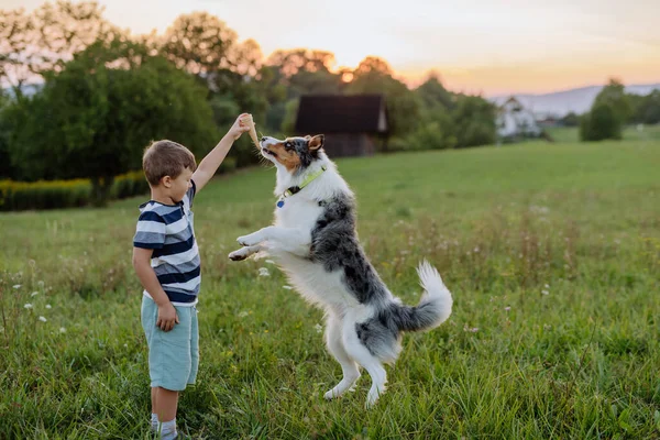 Kleine Jongen Traint Zijn Hond Natuur — Stockfoto