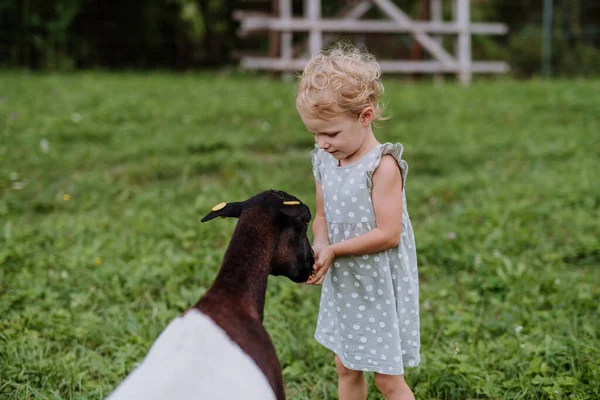 Little Girl Cameroonian Sheep Outdoor Meadow — Stock Photo, Image