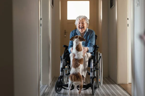 Seniorin Rollstuhl Genießt Zeit Mit Ihrem Kleinen Hund — Stockfoto
