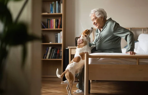 Idősebb Élvezi Időt Kis Kutyájával Otthon — Stock Fotó