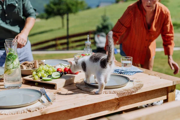 Kot Wąchający Jedzenie Rodzinnej Imprezie Bbq — Zdjęcie stockowe