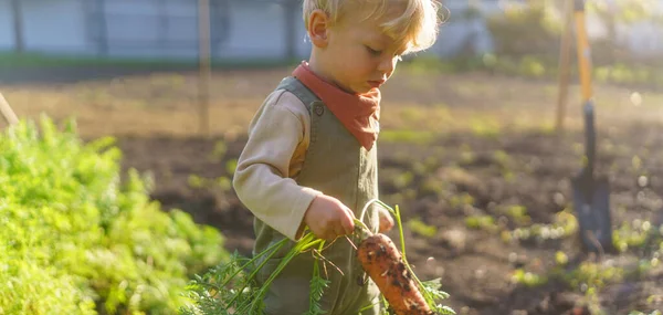 Little Boy Raccolta Verdure Giardino — Foto Stock