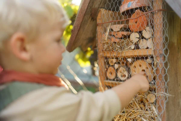 Kleine Jongen Kijkt Naar Insectenhuis Begrip Thuisonderwijs Ecologie Tuinieren Duurzame — Stockfoto