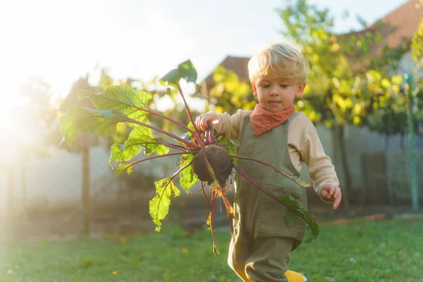 Malý Chlapec Sklízí Řepu Zahradě Během Podzimního Dne Koncepce Ekologického — Stock fotografie