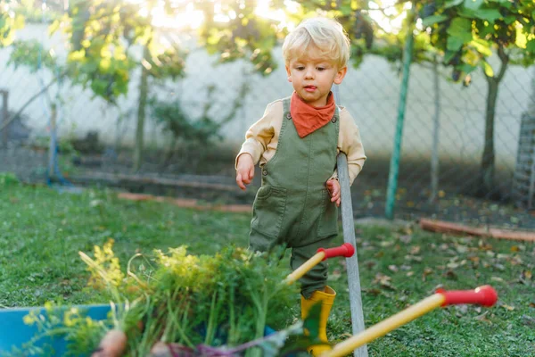 Little Boy Wheelbarrow Posing Garden Autumn Day — Stock Photo, Image