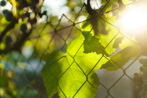 Bahçedeki Taze Üzüm Çitleri Kapatın — Stok fotoğraf
