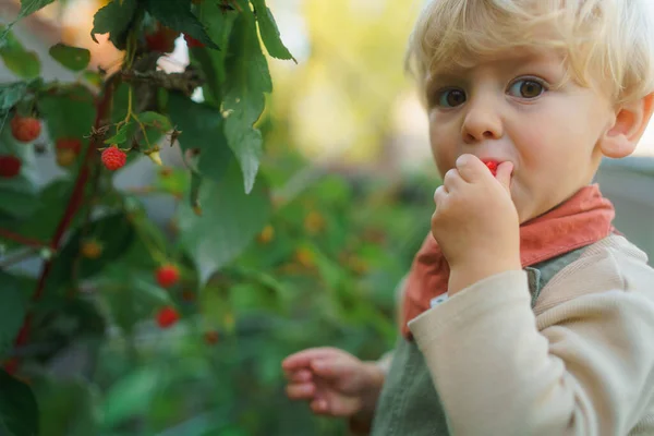 Bahçede Ahududu Toplayıp Yiyen Mutlu Küçük Çocuk — Stok fotoğraf