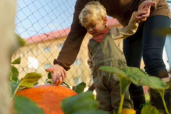 Little Boy His Grandmother Harvesting Pumpkins Garden — Stock Photo, Image