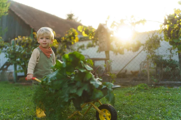 Anak Kecil Dengan Gerobak Yang Bekerja Kebun Selama Musim Gugur — Stok Foto