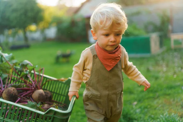 収穫の野菜の箱 秋の季節の世話をするのを助ける小さなかわいい男の子 — ストック写真