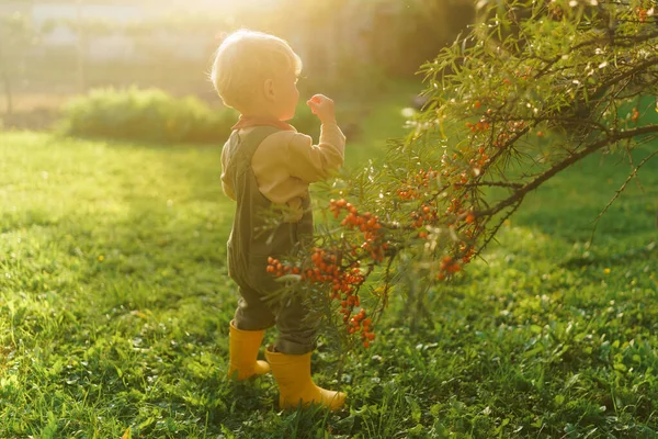 Little Pojke Äter Havtorn Trädgården — Stockfoto