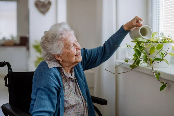 Senior Kvinna Vattna Blommor Lägenheten — Stockfoto