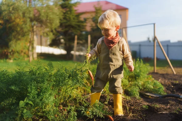 Little Boy Cosechando Verduras Jardín — Foto de Stock