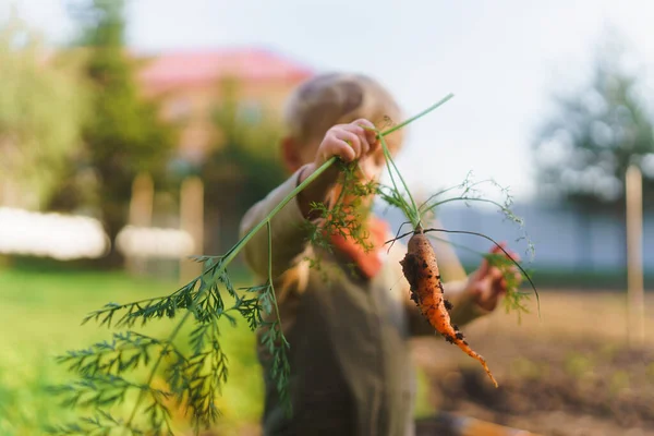 Little Anak Memanen Sayuran Taman — Stok Foto