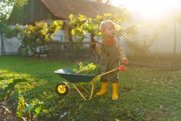 秋天的一天 一个拿着手推车的小男孩在花园里摆姿势 — 图库照片