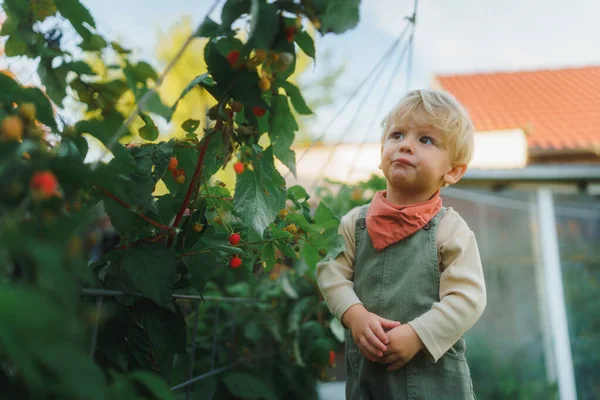 Happy Little Boy Harvesting Eating Raspberries Outdoor Garden — Stock Photo, Image