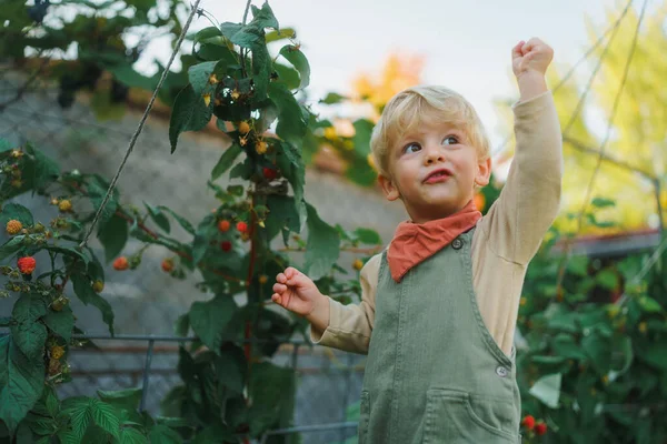 Glad Liten Pojke Skörda Och Äta Hallon Utomhus Trädgården — Stockfoto
