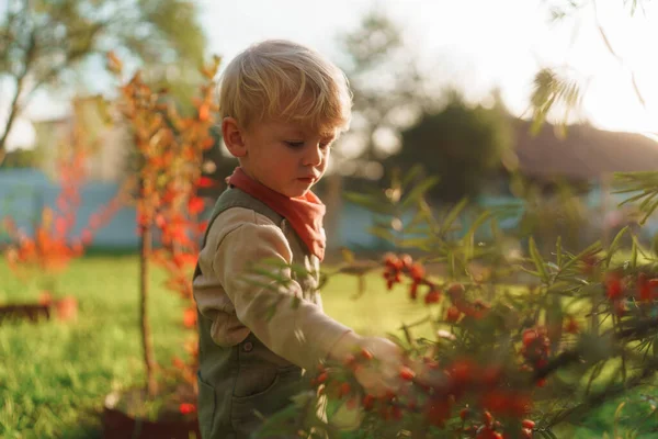 水壶男孩在花园里吃沙棘 — 图库照片