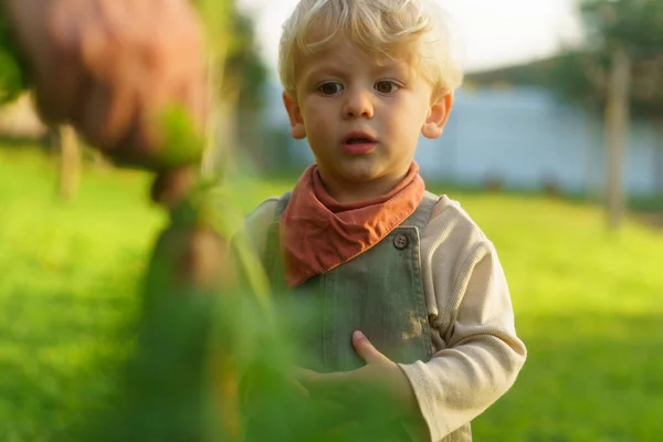 Mały Chłopiec Pomaga Zbieraniu Warzyw Ogrodzie — Zdjęcie stockowe