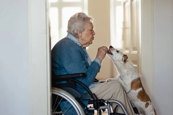 Senior Woman Wheelchair Enjoying Time Her Little Dog Royalty Free Stock Images