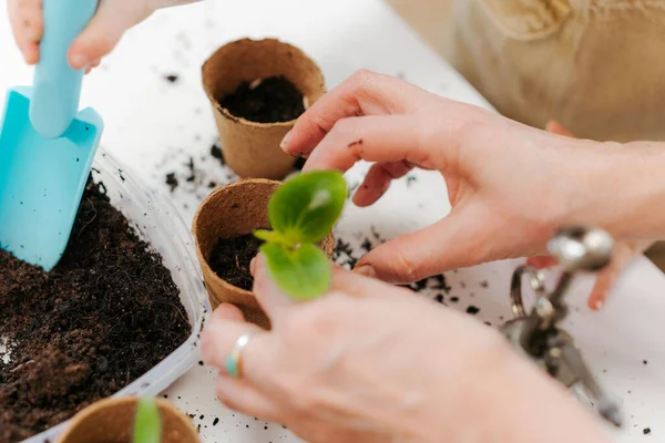 Close Replanting Vegetable Seedling Biodegradable Plant Pots Spring Concept — Stock Photo, Image