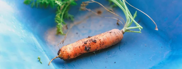 Крупный План Свежесобранной Моркови Почвой Корнях — стоковое фото