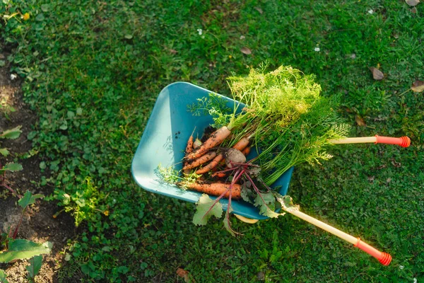 庭で収穫 ニンジン ビートの根を持つ子供のホイールバローのトップビュー — ストック写真