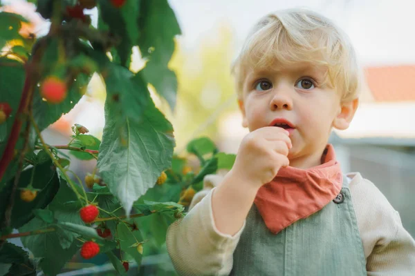 快乐的小男孩穿着工作服 在花园里收割和吃着树莓 — 图库照片