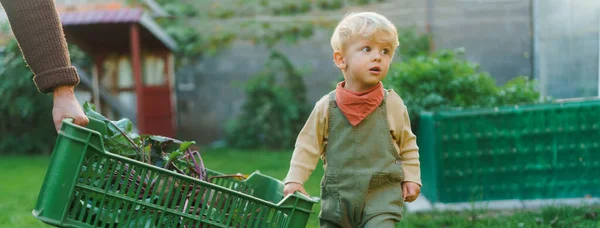 Pequeño Niño Lindo Ayudando Llevar Caja Verduras Recién Cosechadas Temporada —  Fotos de Stock