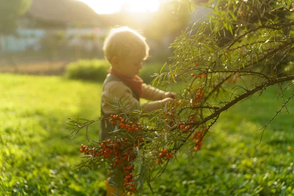 日落时 小男孩在花园里帮忙采摘沙棘 — 图库照片