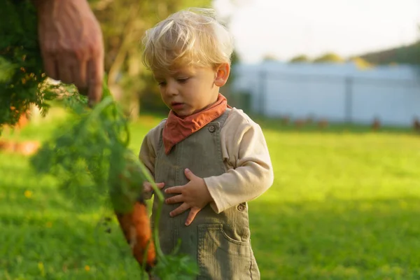 Pequeño Niño Ayudando Cosechar Zanahoria Jardín —  Fotos de Stock