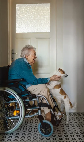 Seniorin Rollstuhl Genießt Zeit Mit Ihrem Kleinen Hund — Stockfoto