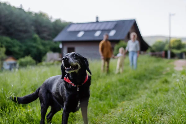 Familie Mit Hund Geht Der Nähe Ihres Hauses Mit Photovoltaikanlagen — Stockfoto