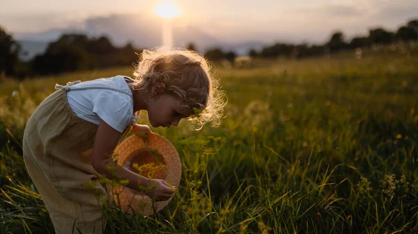 一个戴着草帽的可爱的小女孩站在夏天的草地中央的侧视图 日落时分 卷曲金发的小孩采花 夏天和祖父母在一起的孩子 — 图库照片