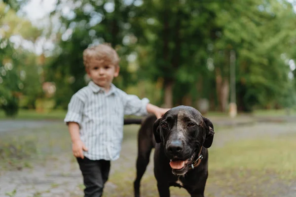Rapazinho Com Seu Cão Grande Parque Bela Relação Entre Criança — Fotografia de Stock