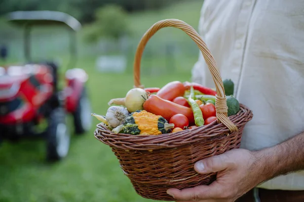 新鮮な野菜でいっぱいの収穫バスケットを持っている農民の近く 秋の季節に作物を集める — ストック写真