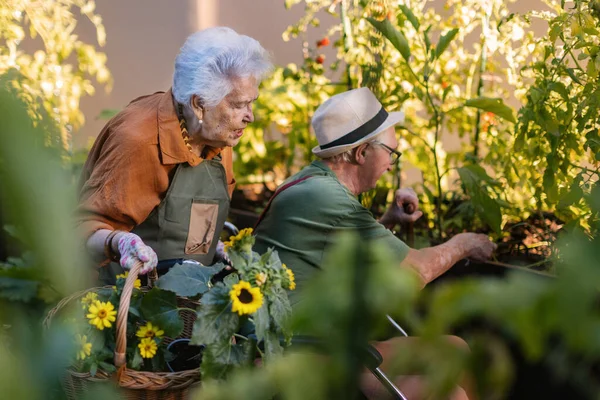Retrato Amigos Seniores Cuidando Plantas Vegetais Jardim Urbano Cidade Pensionistas — Fotografia de Stock